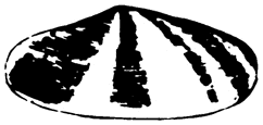 Shell_logo_1900 - Pixooma - Success by design Original Shell logo – 1900