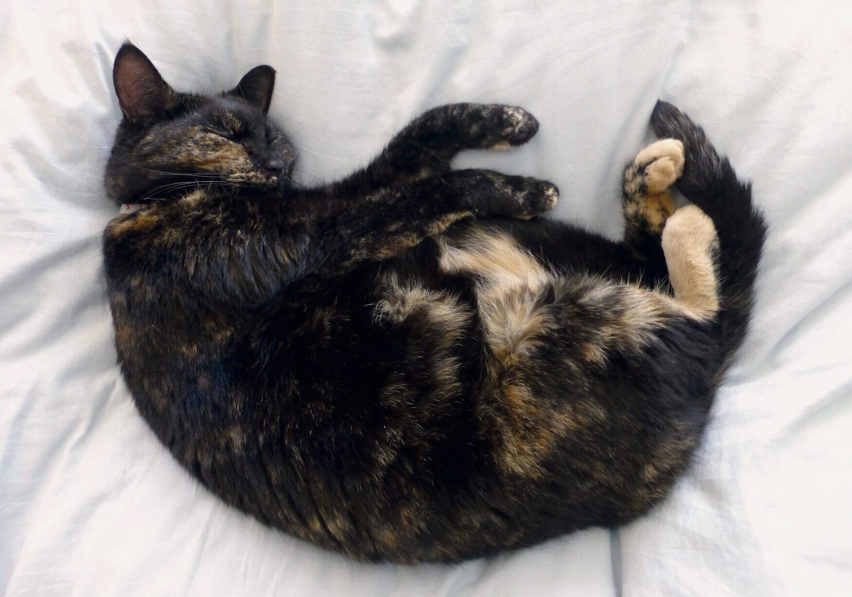 Pixooma - Pixooma - Success by design's 'Boss'- Tiffin the cat Pixooma's 'Boss'- Tiffin the cat